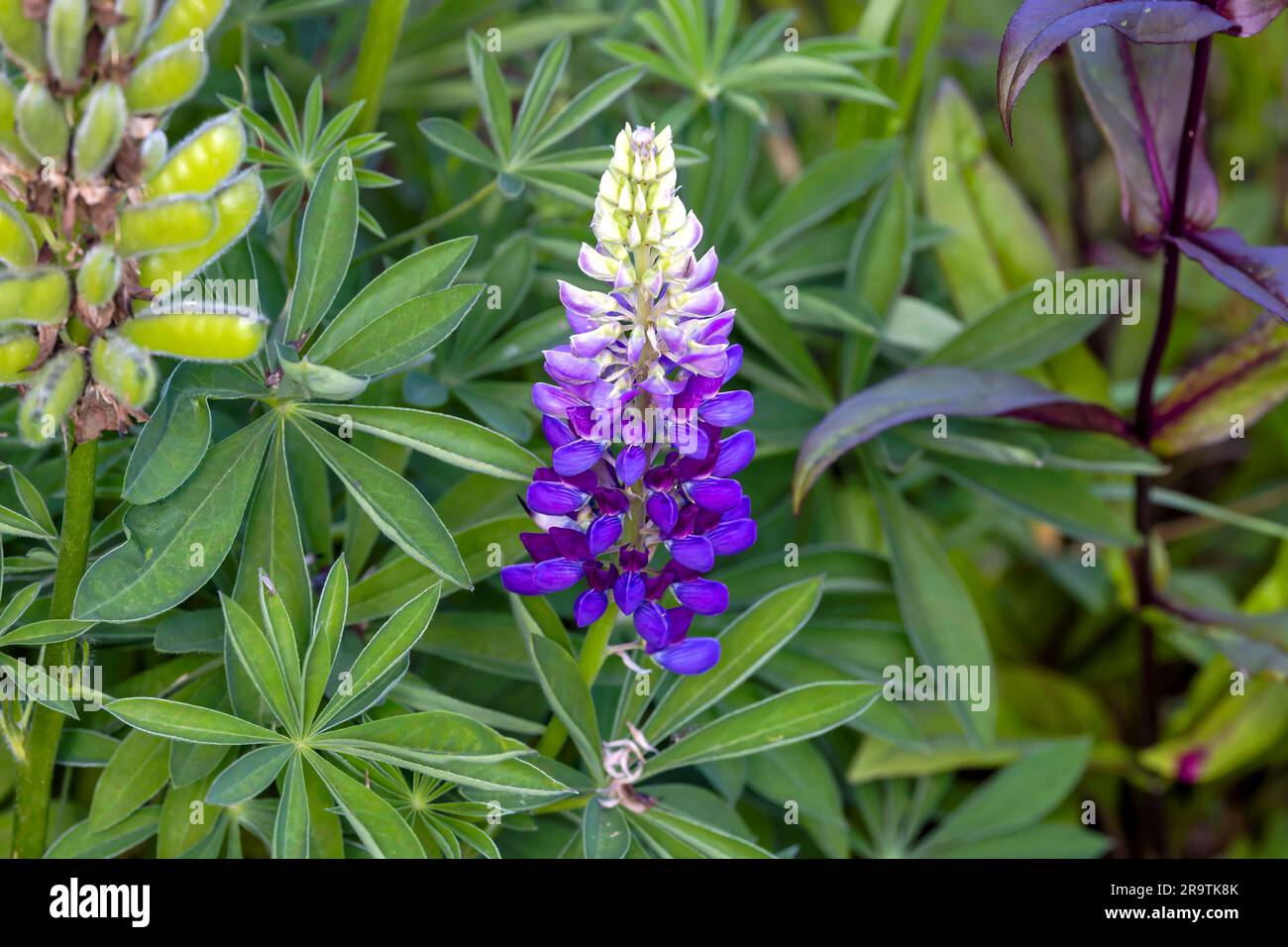 The lupin or lupine (Lupinus perennis) ornamental plants, but are invasive to some areas. Stock Photo