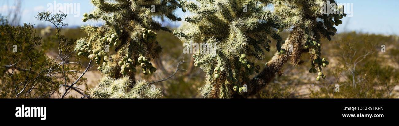 Close-up of cactus in desert Stock Photo