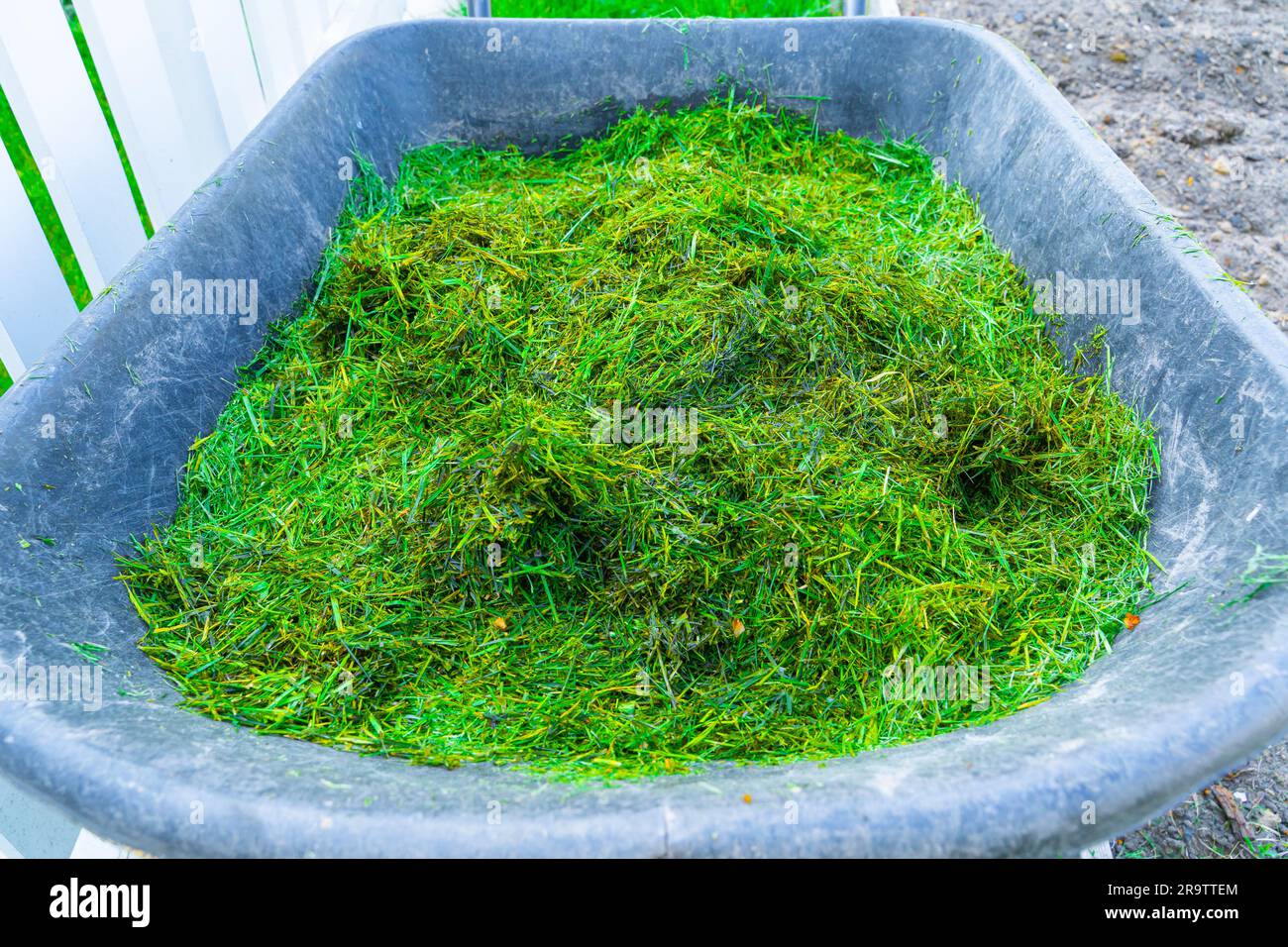 The garden wheelbarrow is filled with lawn cut grass for use as organic mulch. Rational use of resources in a private suburban area. Recycling waste f Stock Photo