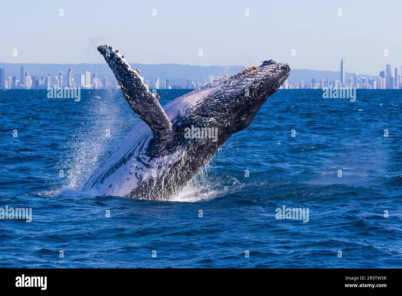Humpback whales breaching hi-res stock photography and images - Alamy