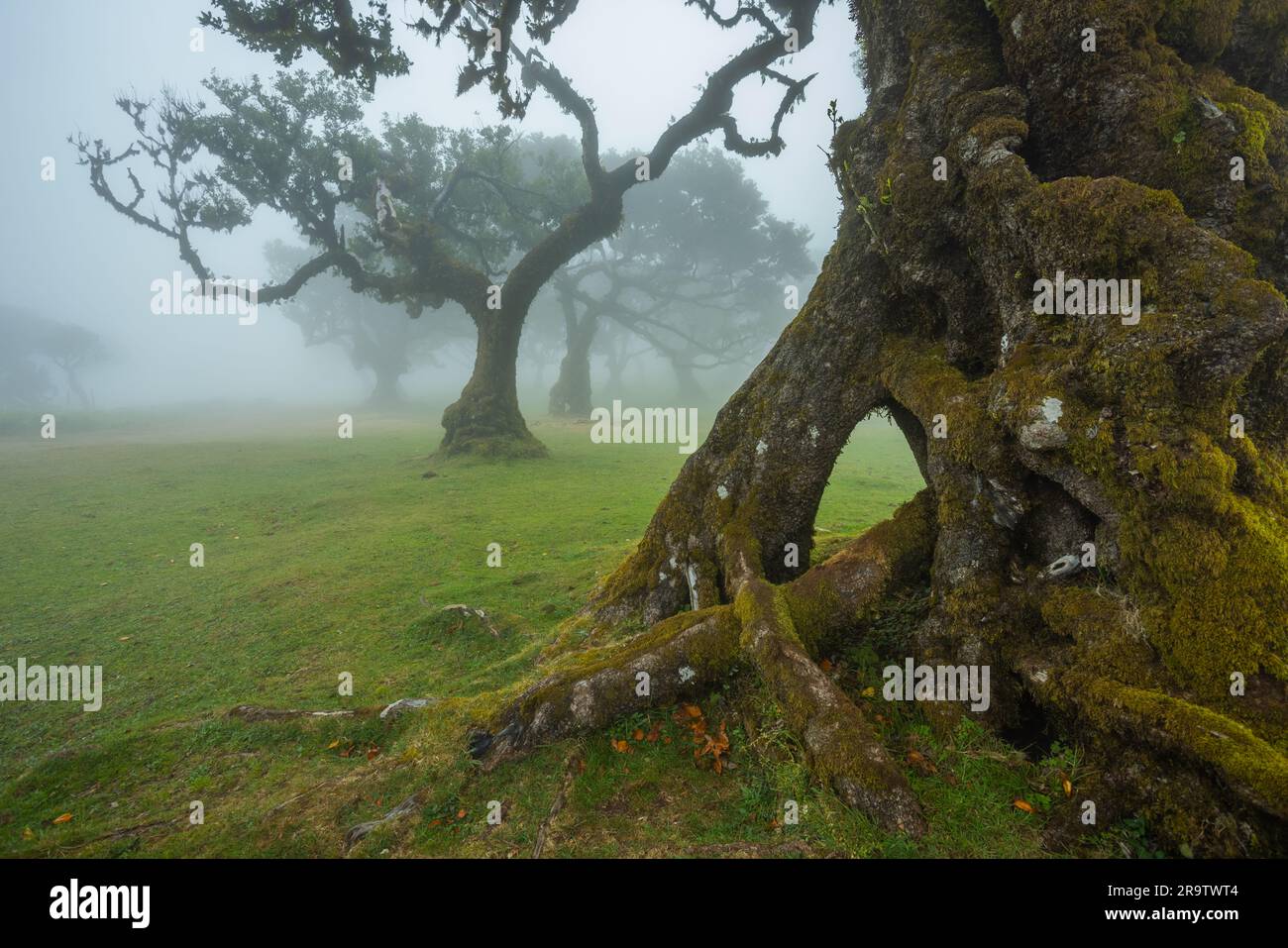 Fanal forest , old mystical tree in Madeira island, Unesco Stock Photo Alamy