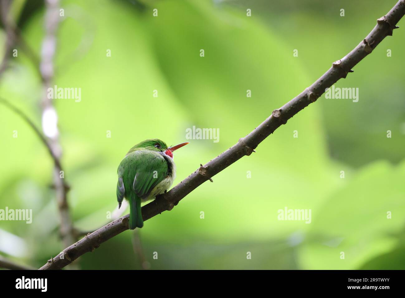 The SMALLEST BIRDS In The World 