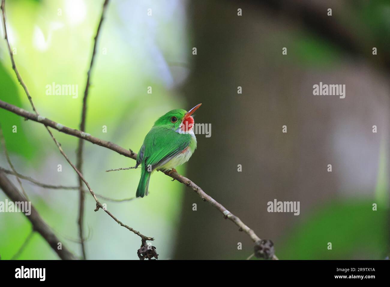Jamaican tody (Todus todus), one of the smallest birds in the world Stock Photo