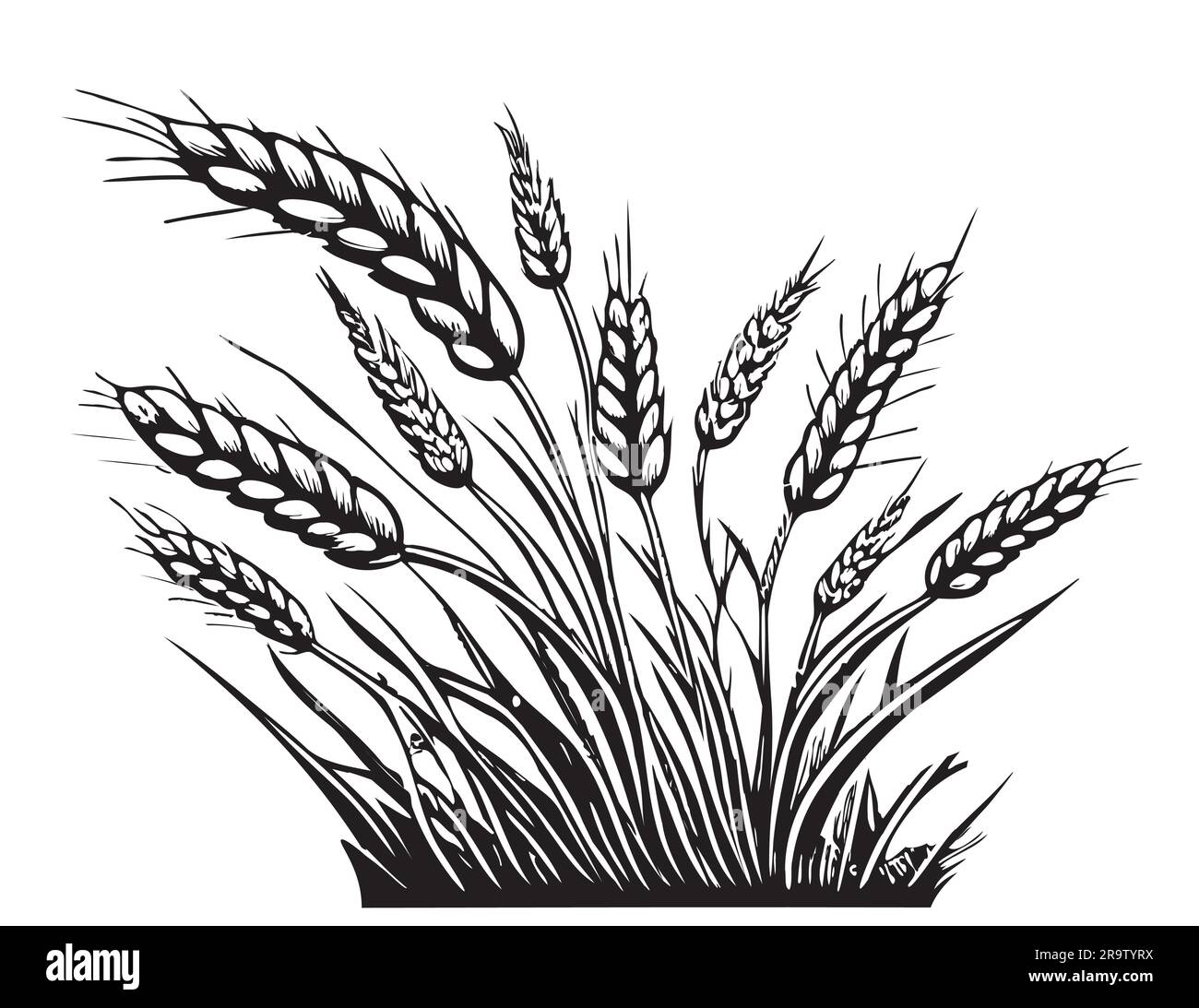 Wheat hand drawn sketch field Vector illustration Stock Vector