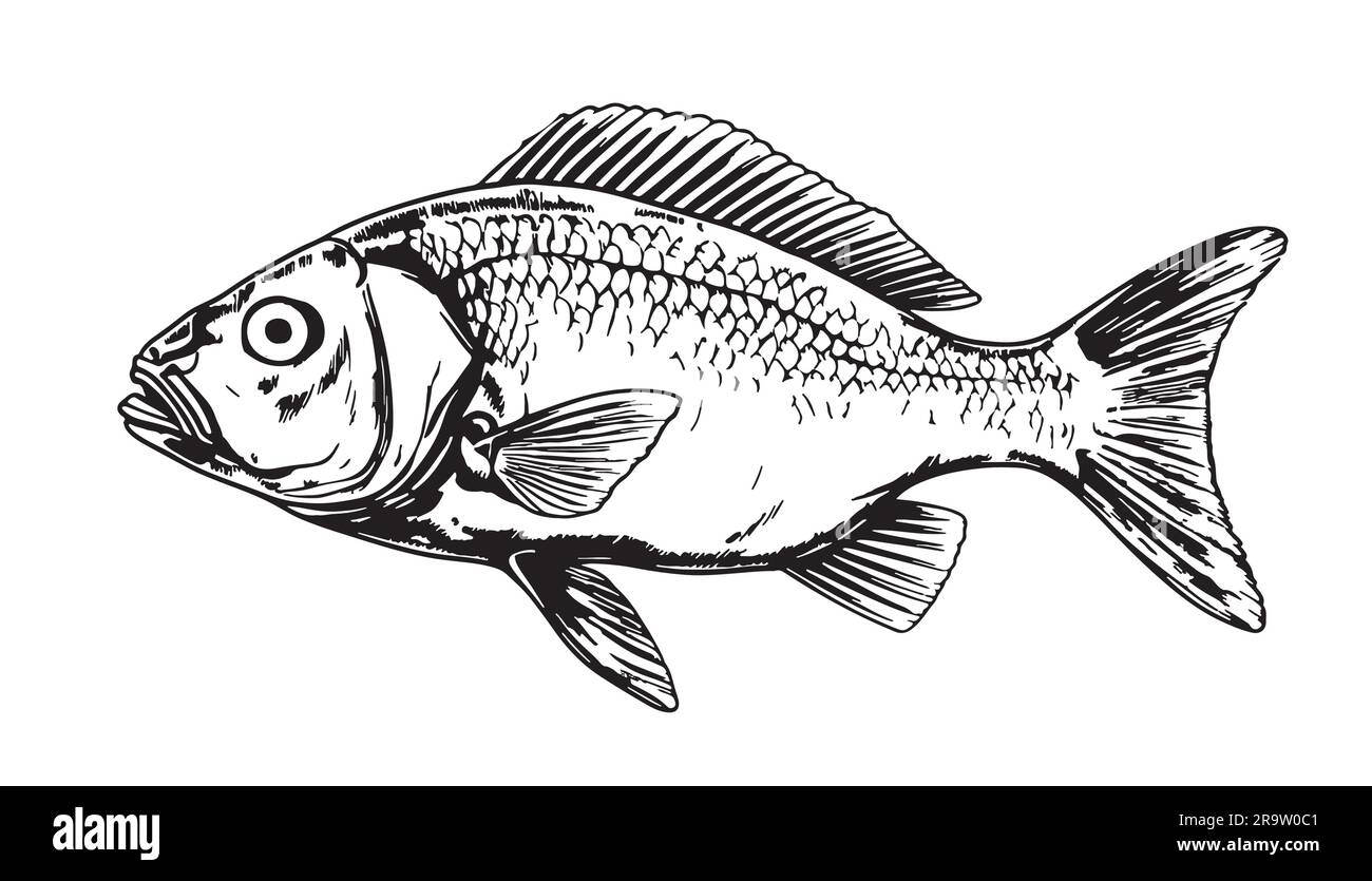 Fish portrait sketch hand drawn realistic style illustration Stock Vector