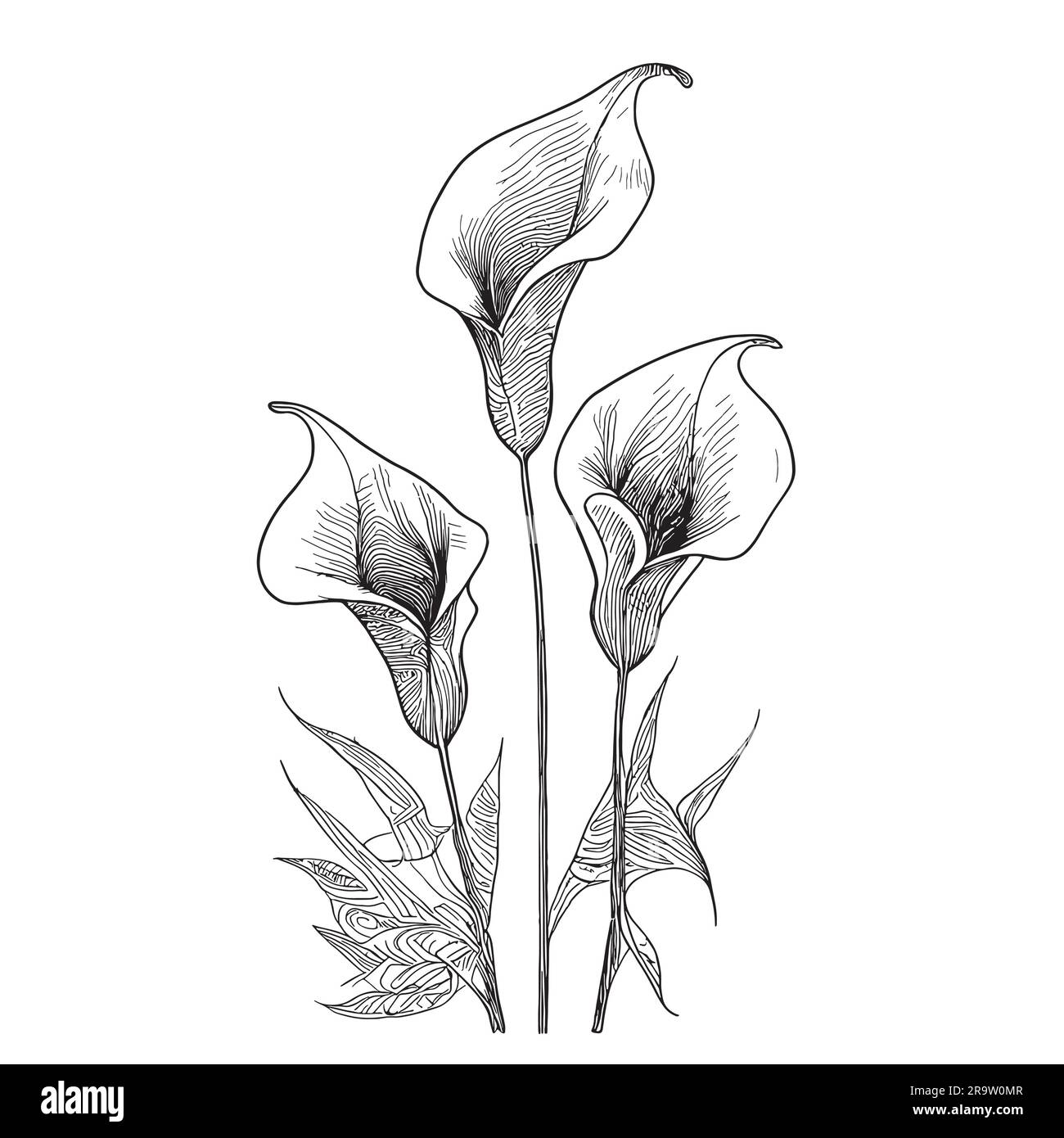 Calla lilies hand drawn sketch in doodle style Flowers Stock Vector