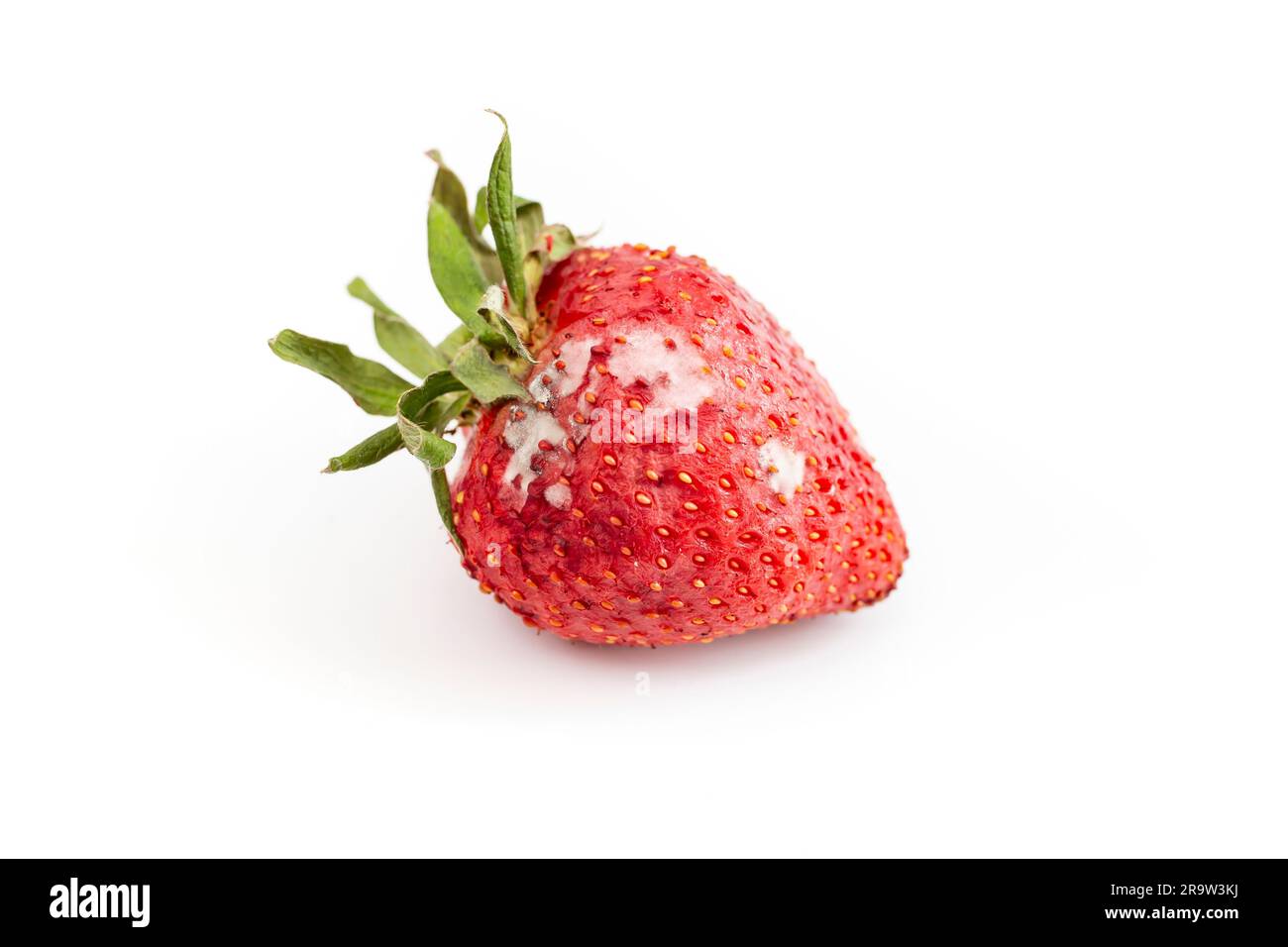Spoiled molded strawberry isolated on white background Stock Photo