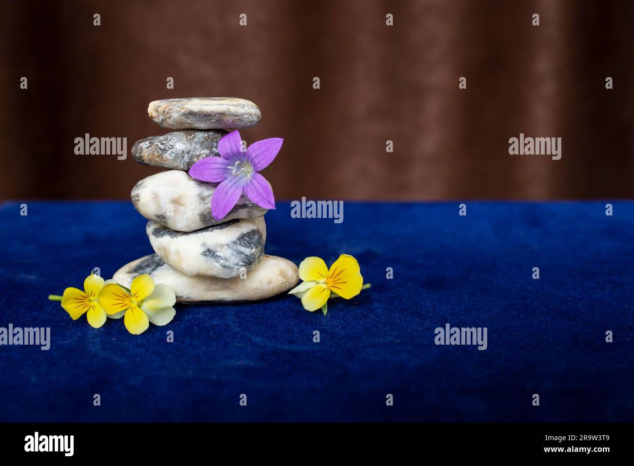 White stones stack on blue velvet and brown courtains, with Viola tricolor little flowers, serene zen backdrop for wellness product display. Stock Photo