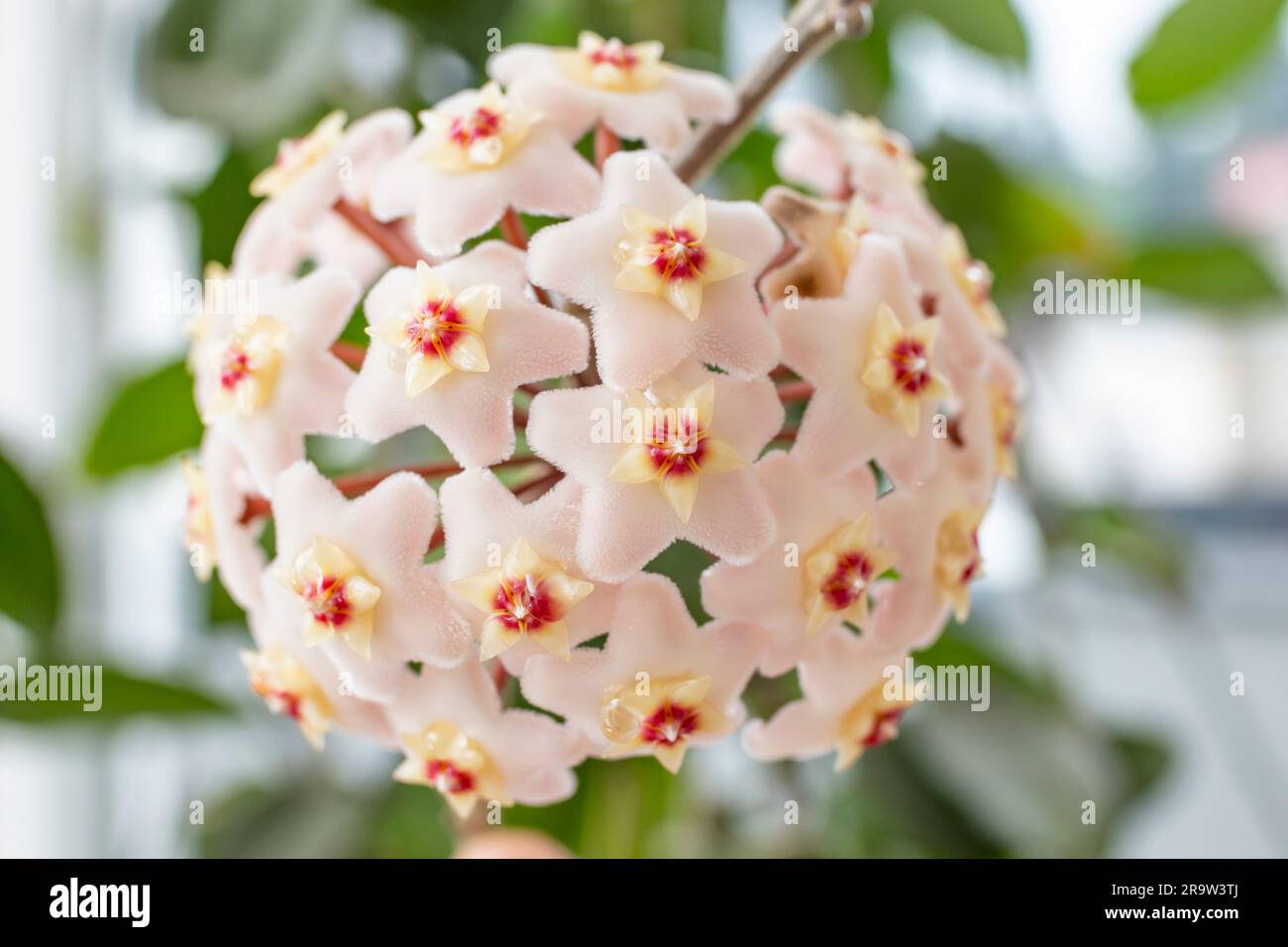 Hoya carnosa,   also known as porcelain flower, soft focus close up Stock Photo