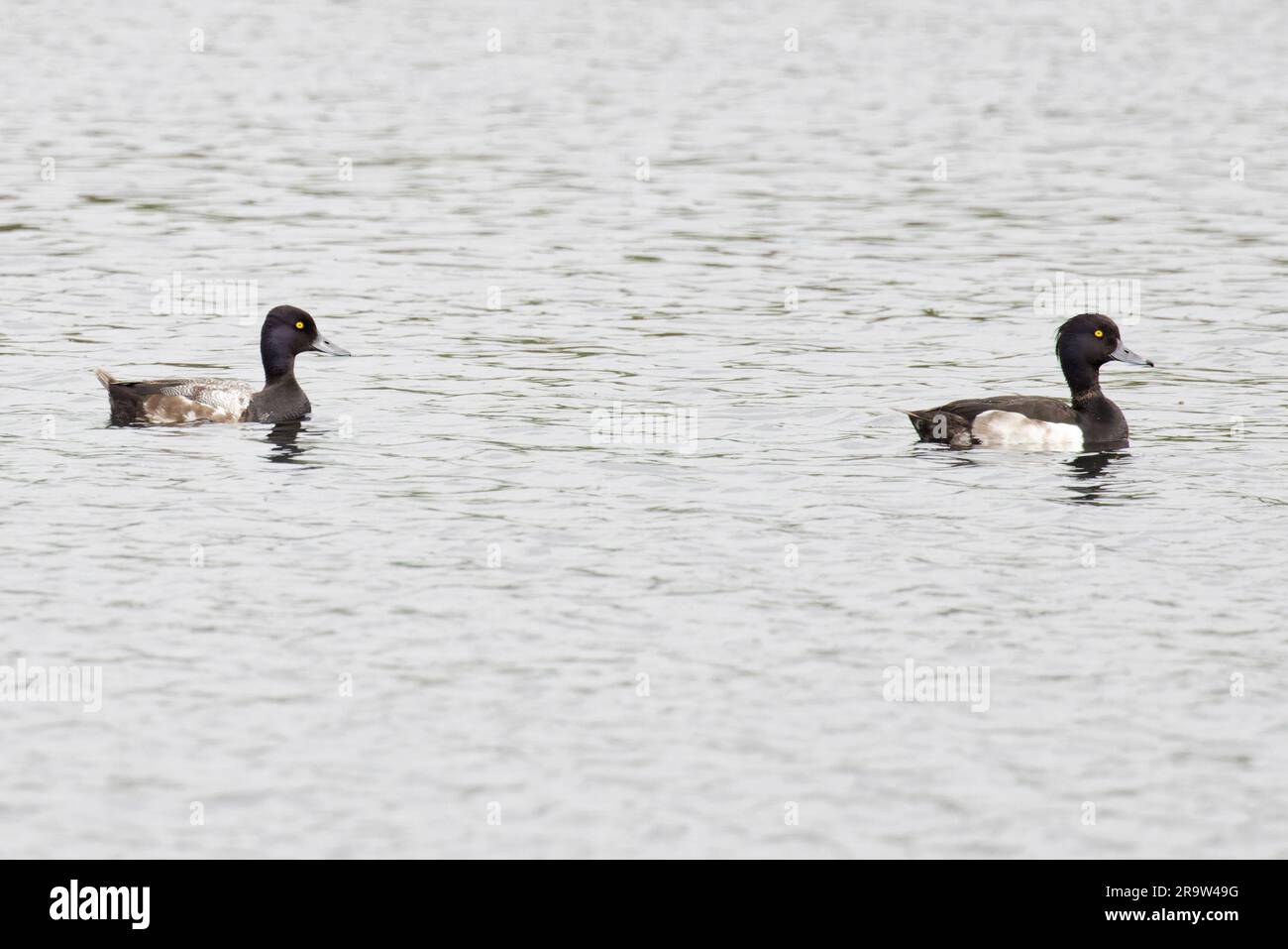 Lesser Scaup (Aythya affinis) with female Tufted Duck Norfolk June 2023 Stock Photo