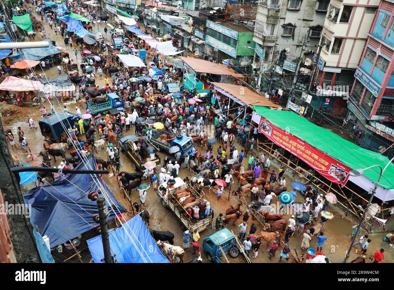 Dhaka, Bangladesh. 28th June, 2023. Cattle traders wait for customers