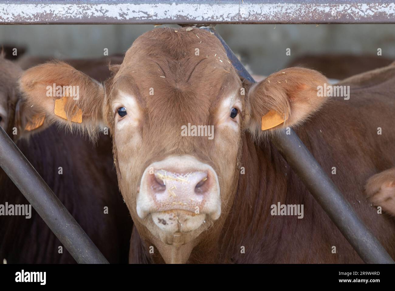 Limousin cow. The Limousin cattle breed is the most common breed of