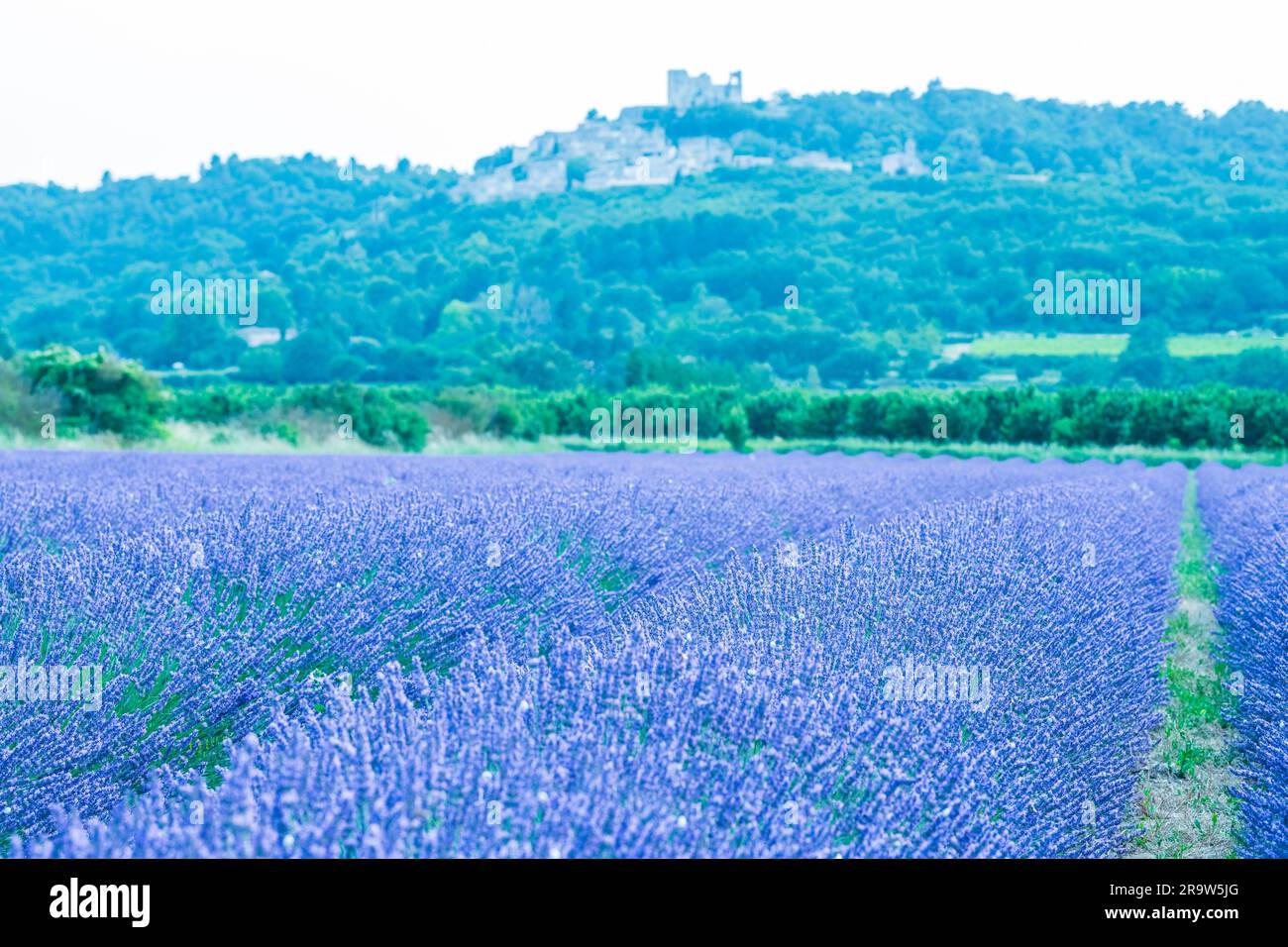 Slud Begrænset etnisk The hill village of Lacoste with lavender field in the foreground Stock  Photo - Alamy