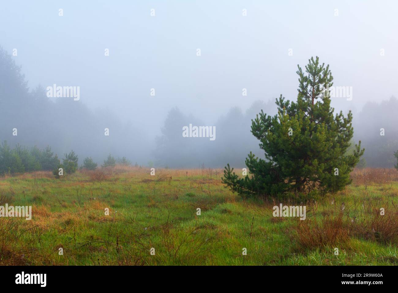 Misty landscape fir forest hi-res stock photography and images - Alamy