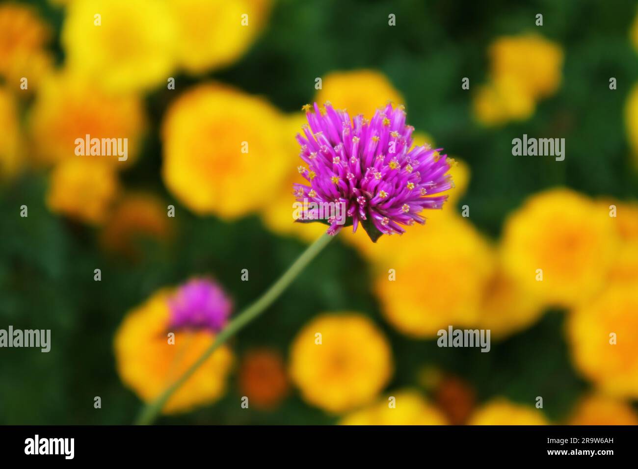 Closeup of Firework Flower or Gomphrena Pulchella with Blurry Marigolds in the Backdrop Stock Photo