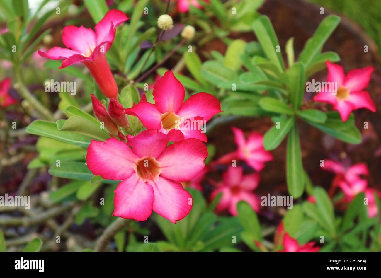 Vibrant pink adenium obesum desert hi-res stock photography and images ...