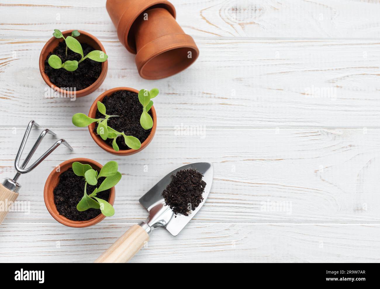 Gardening concept, planting at home. Set of gardening tools and