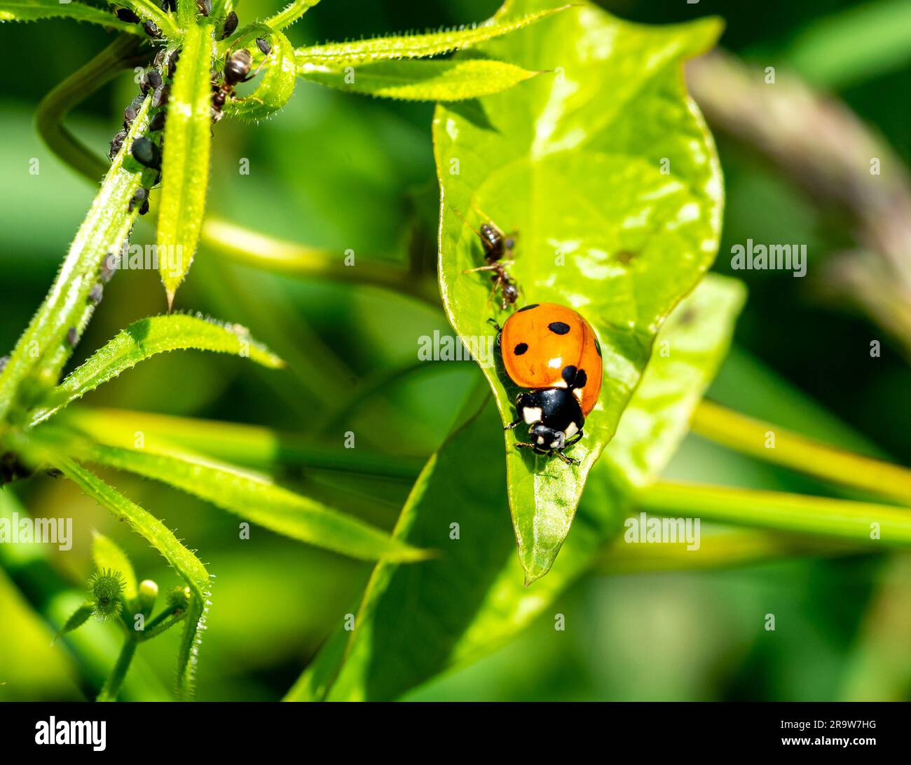 ladybug on green leaf in the garden Stock Photo