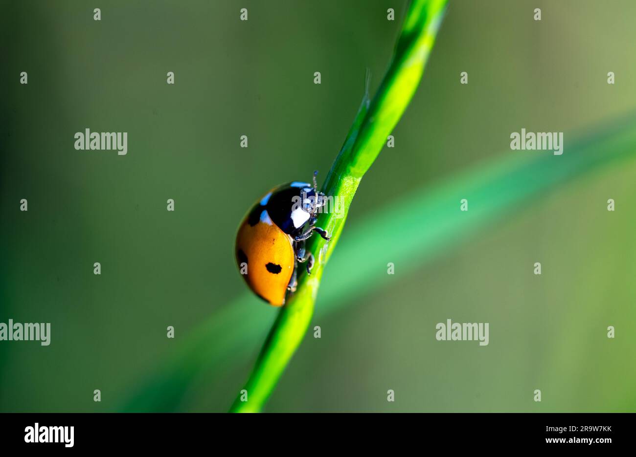 ladybug on green blade of grass Stock Photo