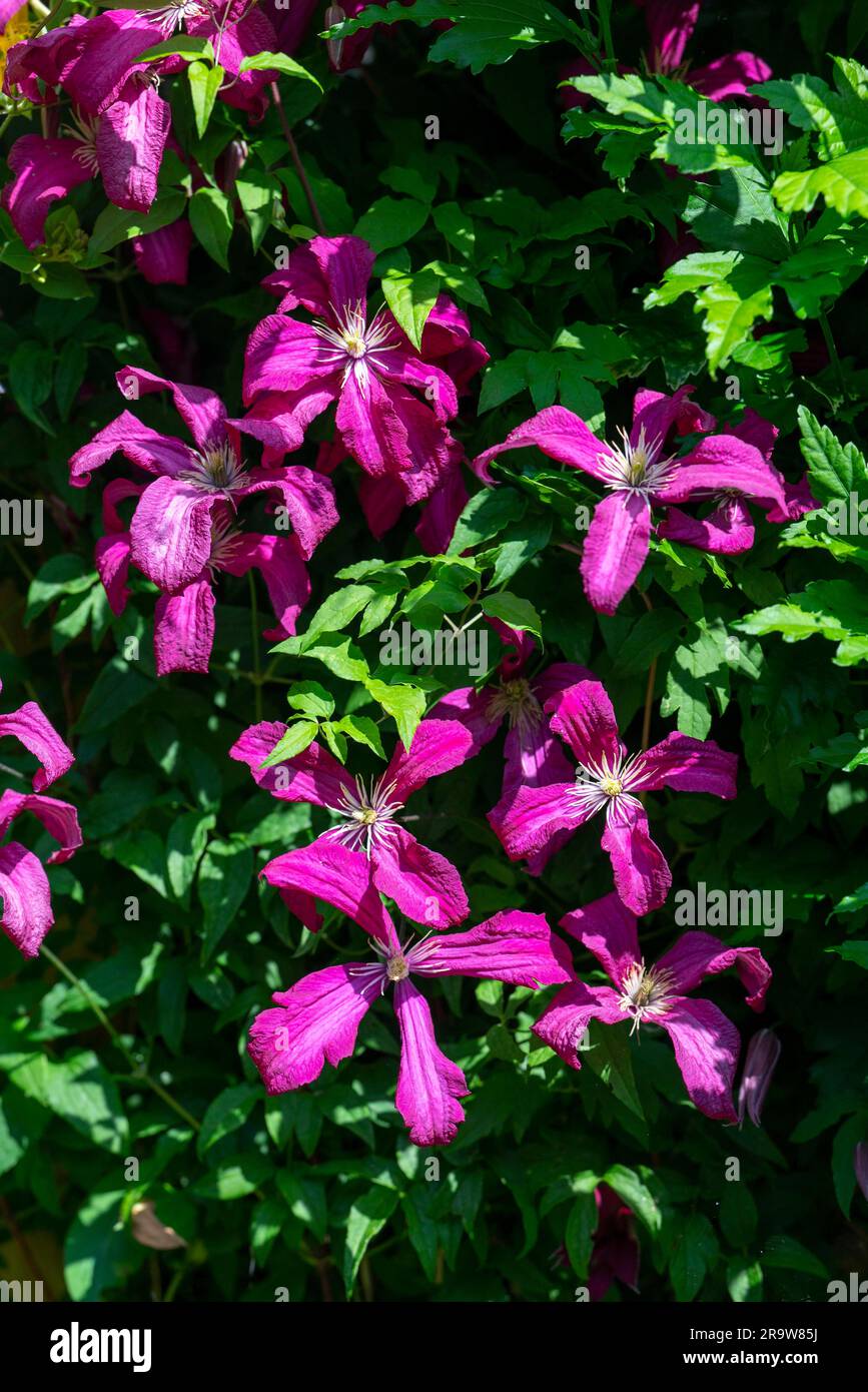 Clematis Rouge Cardinal Vine also known as Old Mans Beard in bloom during the summer in UK garden Stock Photo