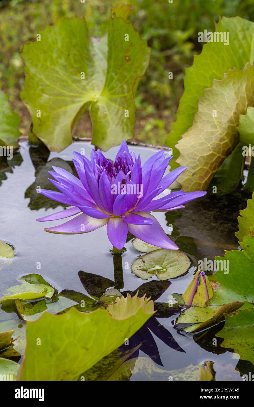 Closeup vertical view of colorful purple blue water lily king of siam nymphaea flower and leaves blooming outdoors on natural background Stock Photo