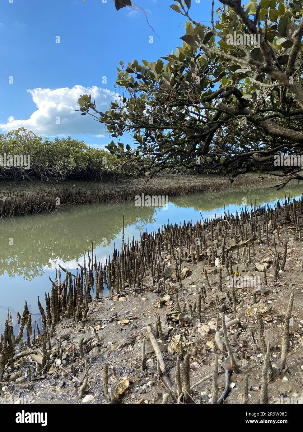 Green young Mangrove trees and pnematophores - roots growing from the bottom up for gas exchange. Planting mangroves in coastal sea lane, New Zealand. Stock Photo