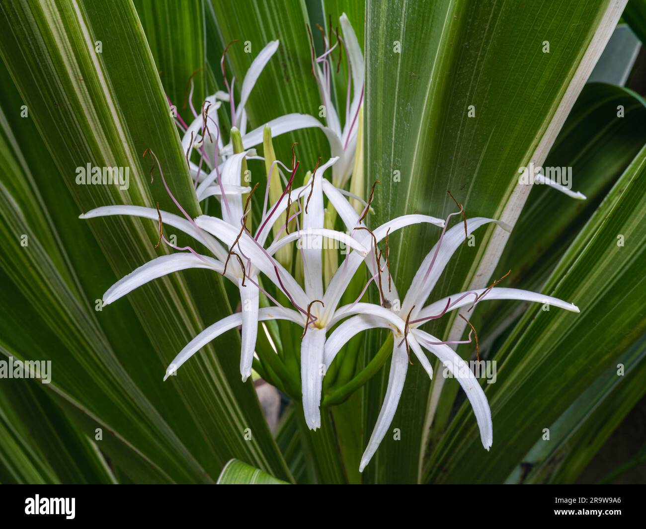 Closeup view of fresh white flowers of crinum asiaticum aka poison bulb, giant crinum lily or spider lily blooming on green foliage natural background Stock Photo