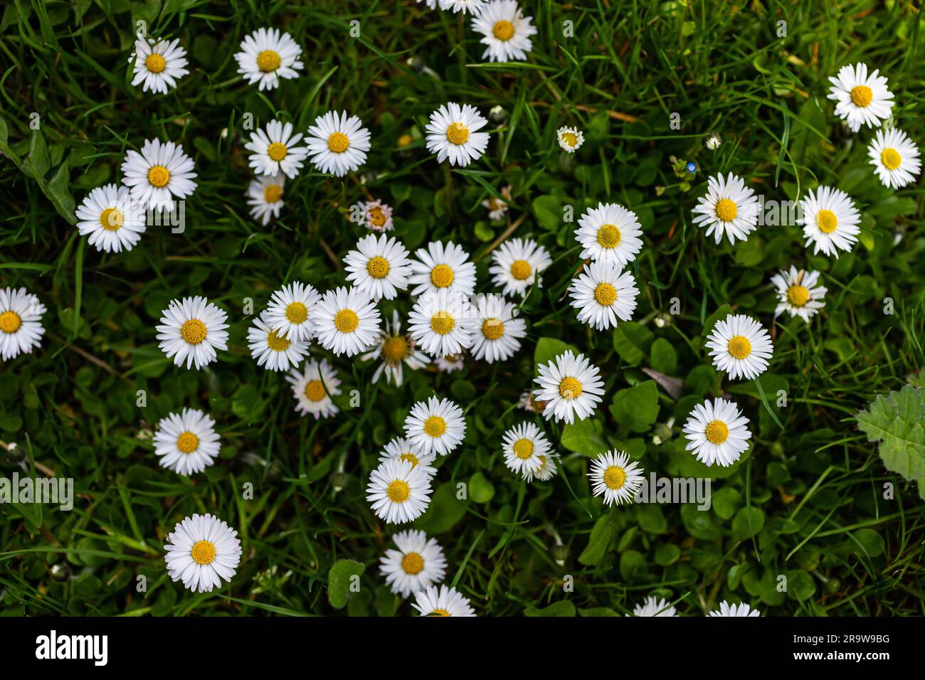 White daisies flowers growing together on a green lawn. Floral spring background. Stock Photo