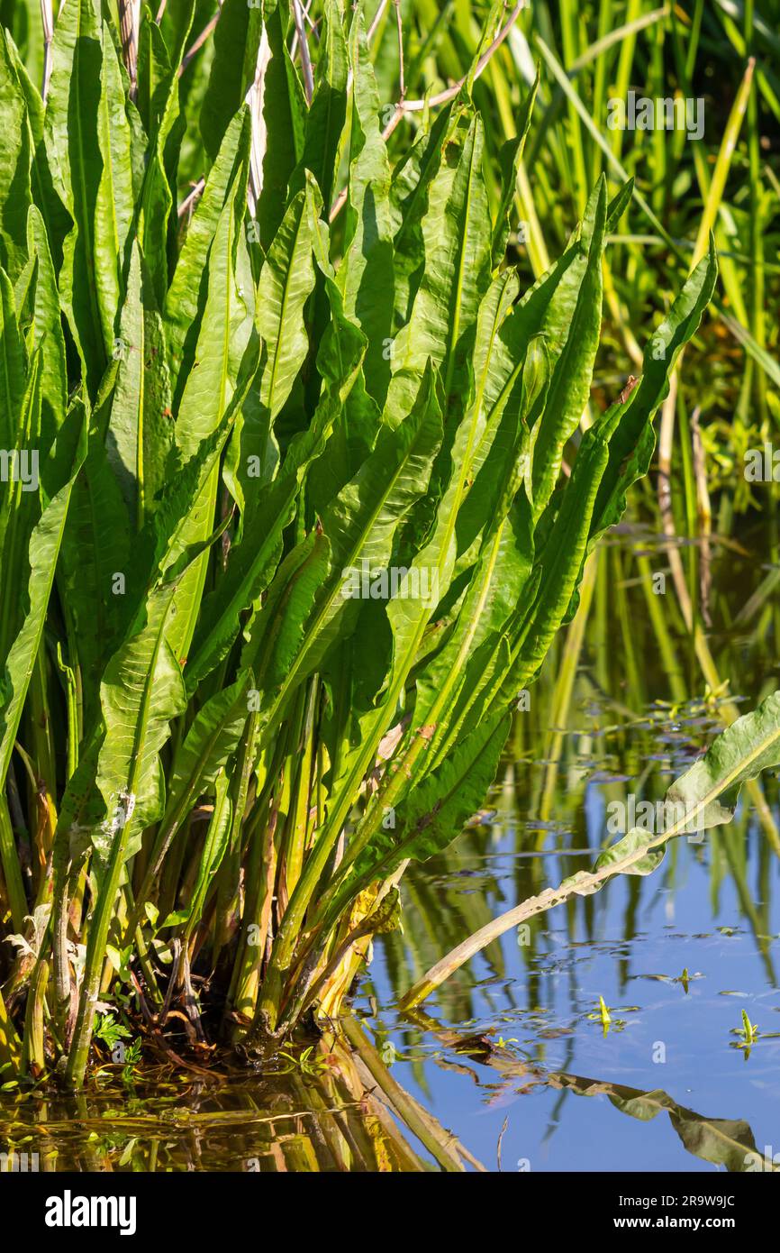 Indigo Herbs Teinture De Rumex Crispus Racine 100ml - Yellow Dock Root