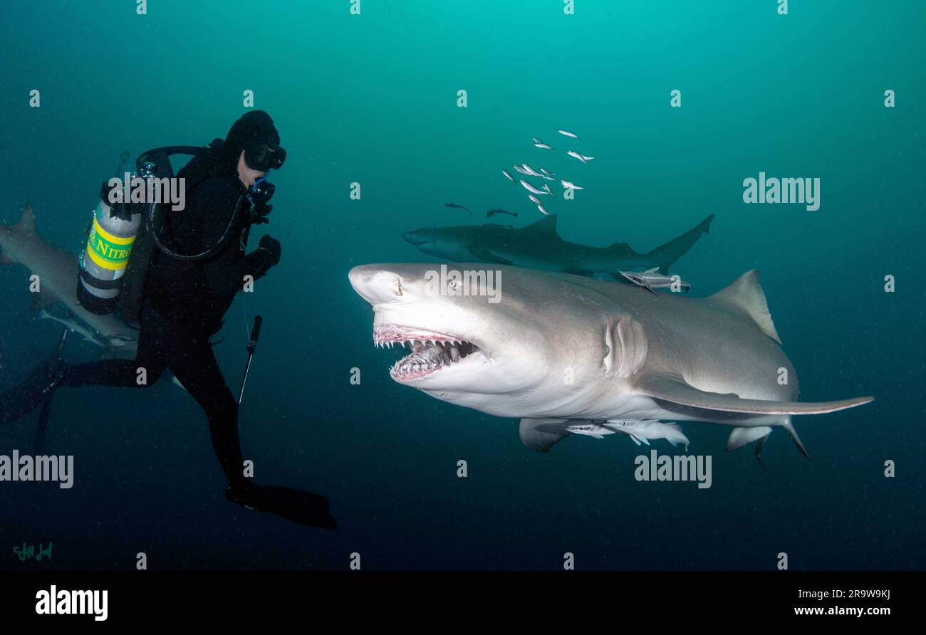 Showing off his teeth. FLORIDA, USA THIS DIVER reached into the jaws
