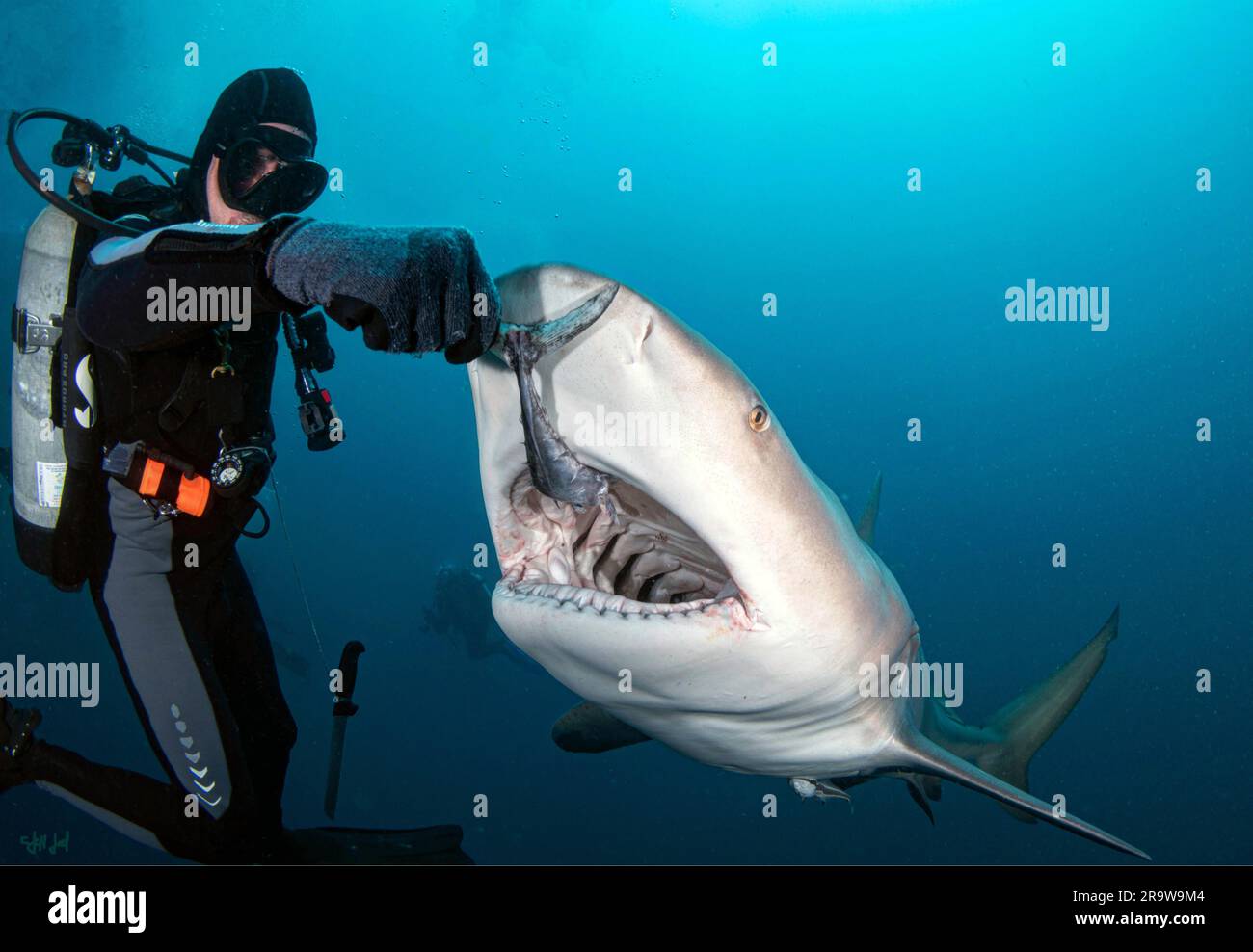 A shark opening up his jaws for bait. FLORIDA, USA THIS DIVER reached