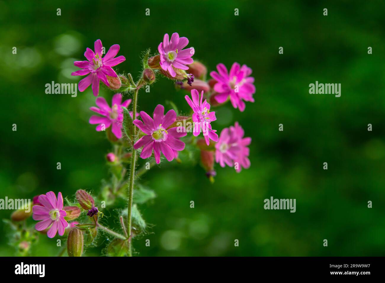 Silene dioica Melandrium rubrum, known as red campion and red catchfly, is a herbaceous flowering plant in the family Caryophyllaceae. Red campion. Stock Photo
