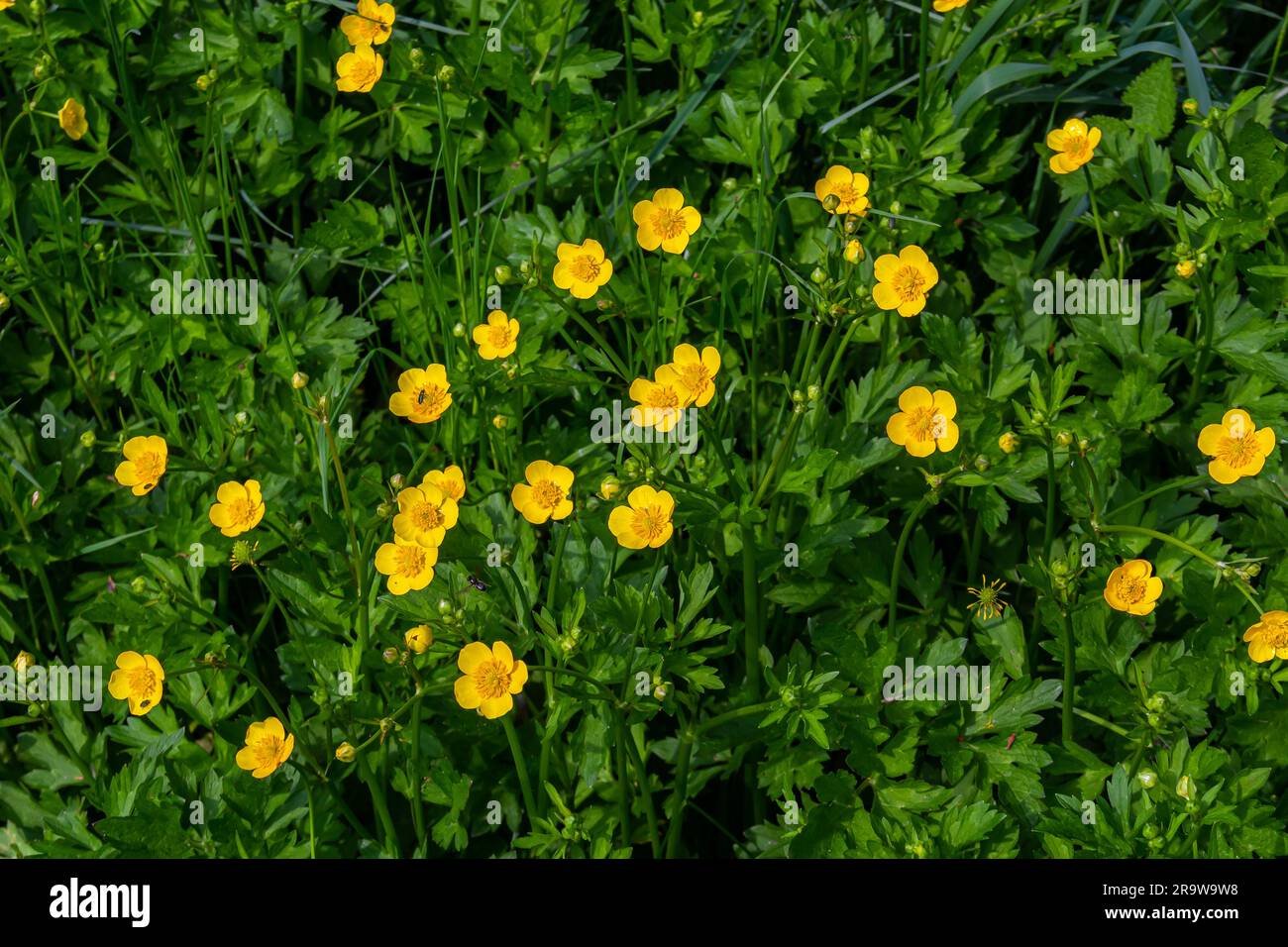 Closeup of Ranunculus repens, the creeping buttercup, is a flowering