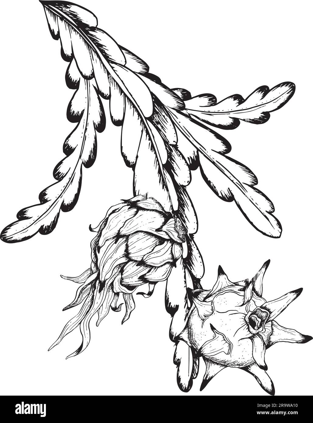 Pitaya dragon fruits vector graphic branches in black white outline