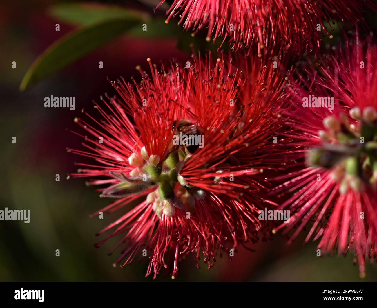 Pollinating Brushes Bumble bee pollinating and landing on brush flowers Stock Photo - Alamy