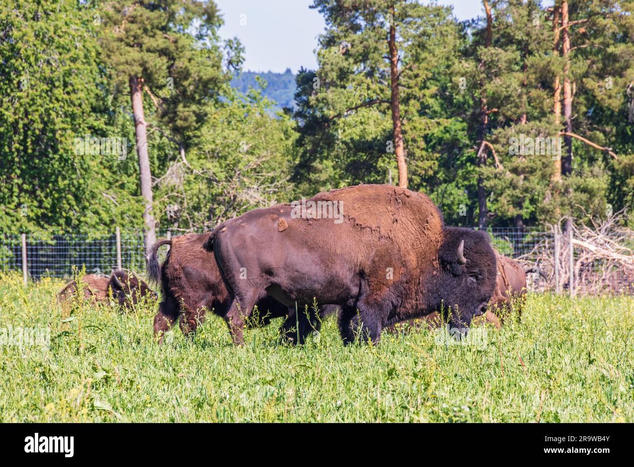 American livestock cattle bison hi-res stock photography and images - Alamy