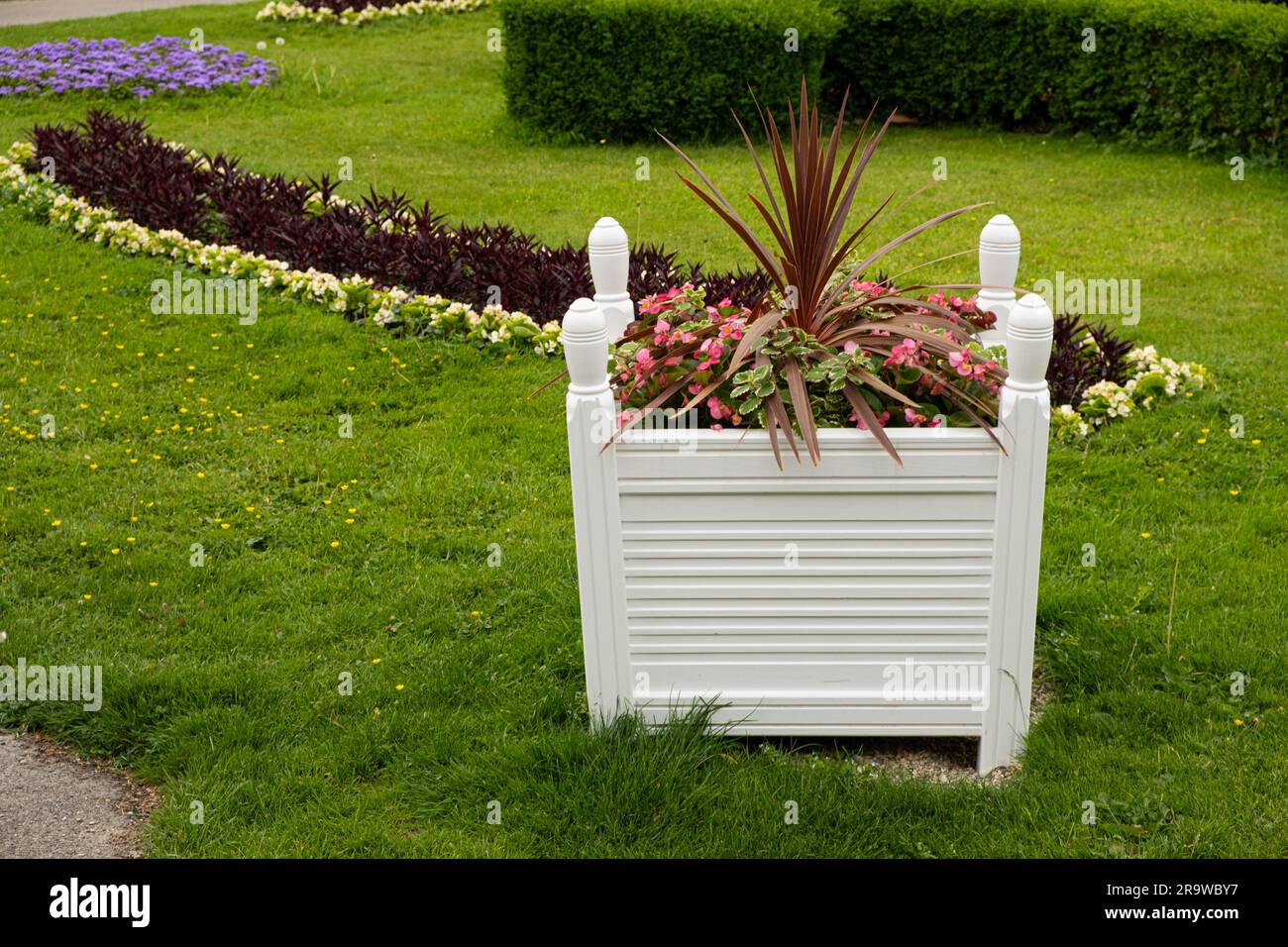 White wooden flower bed with cordelina and begonia in the park. Well-groomed city, lawn and flowers. Stock Photo