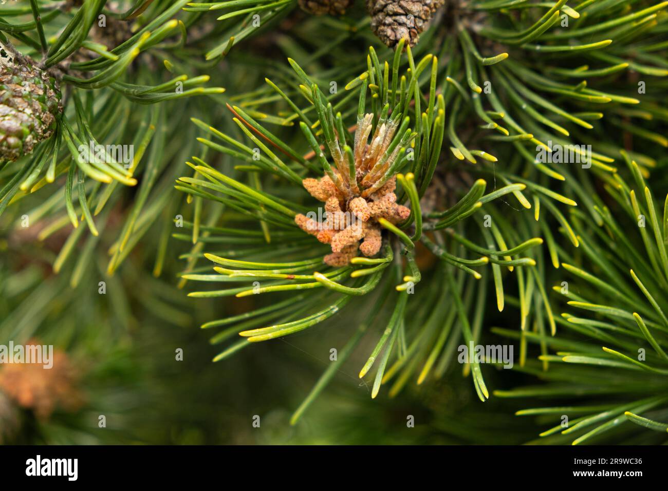Close up young pine tree hi-res stock photography and images - Alamy
