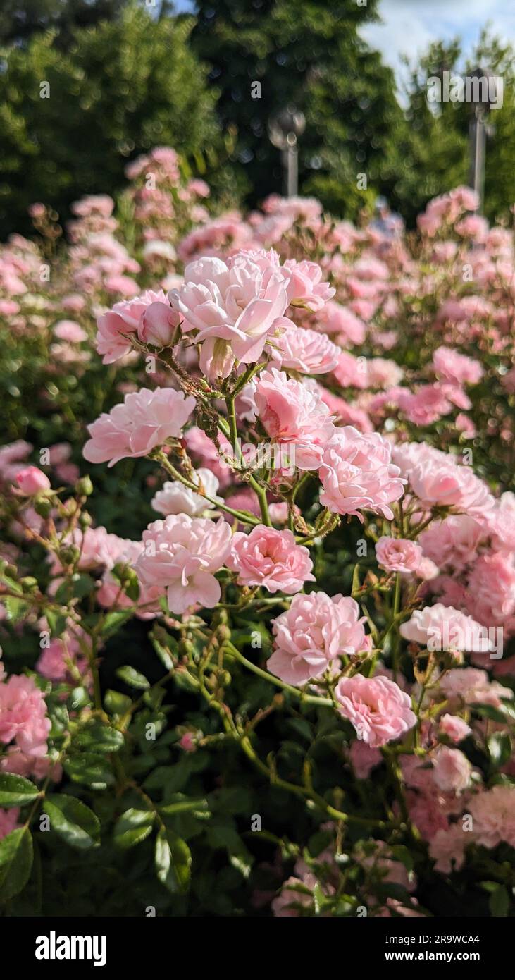 Light pink bush shrub roses in bloom in garden. front view. Vertical ...