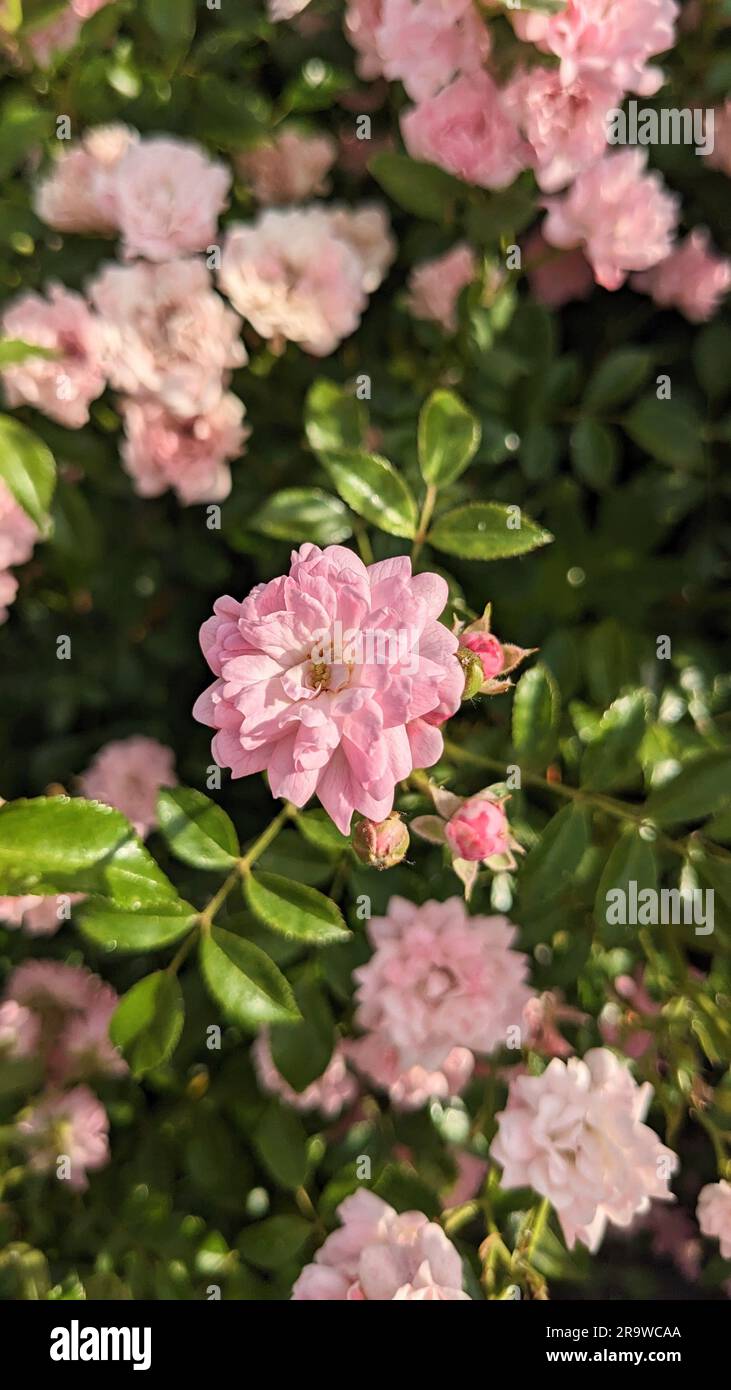 Light pink bush shrub roses in bloom in garden. front view. Vertical.  Stock Photo