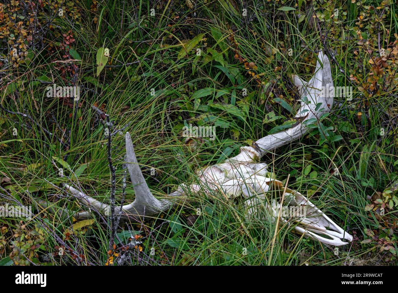 European Elk, Moose (Alces alces). Skull at roadside, probably rod kill. Sweden Stock Photo