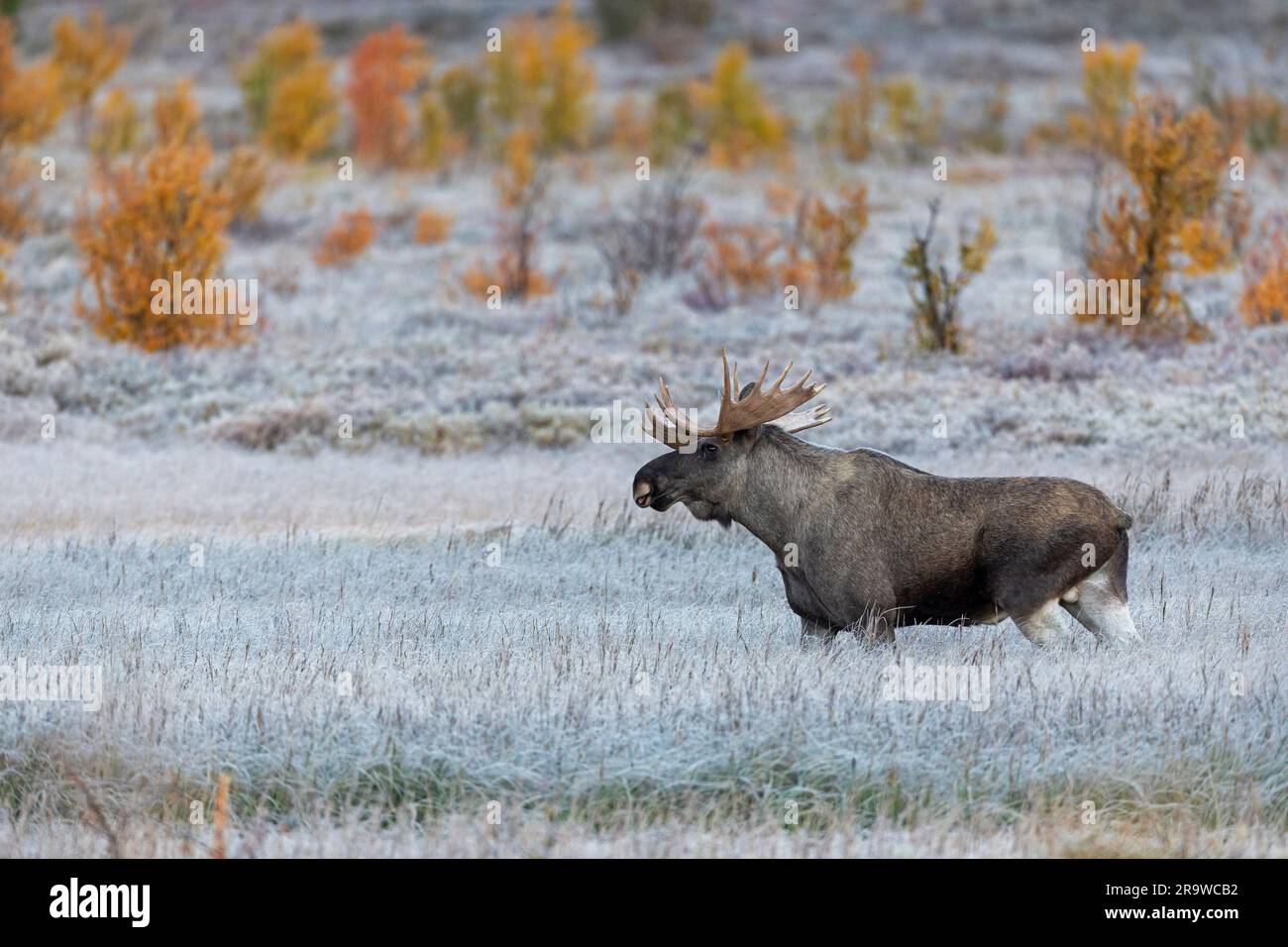 European Elk, Moose (Alces alces). Bull at Fulufjaellet National Park in autumn. Sweden Stock Photo