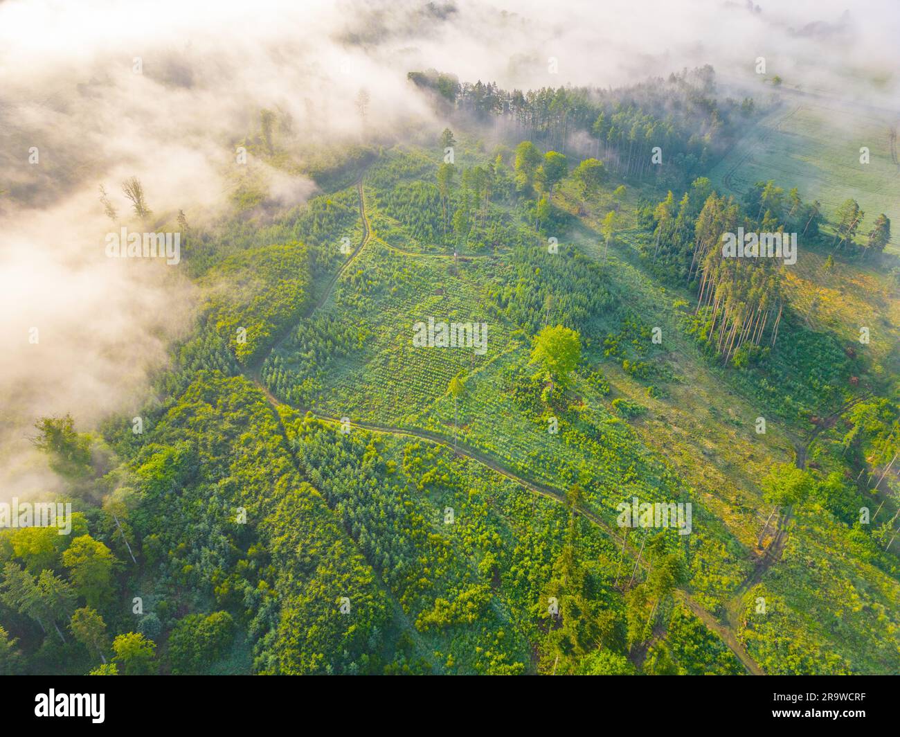 Aerial view lush evergreen forest hi-res stock photography and images ...