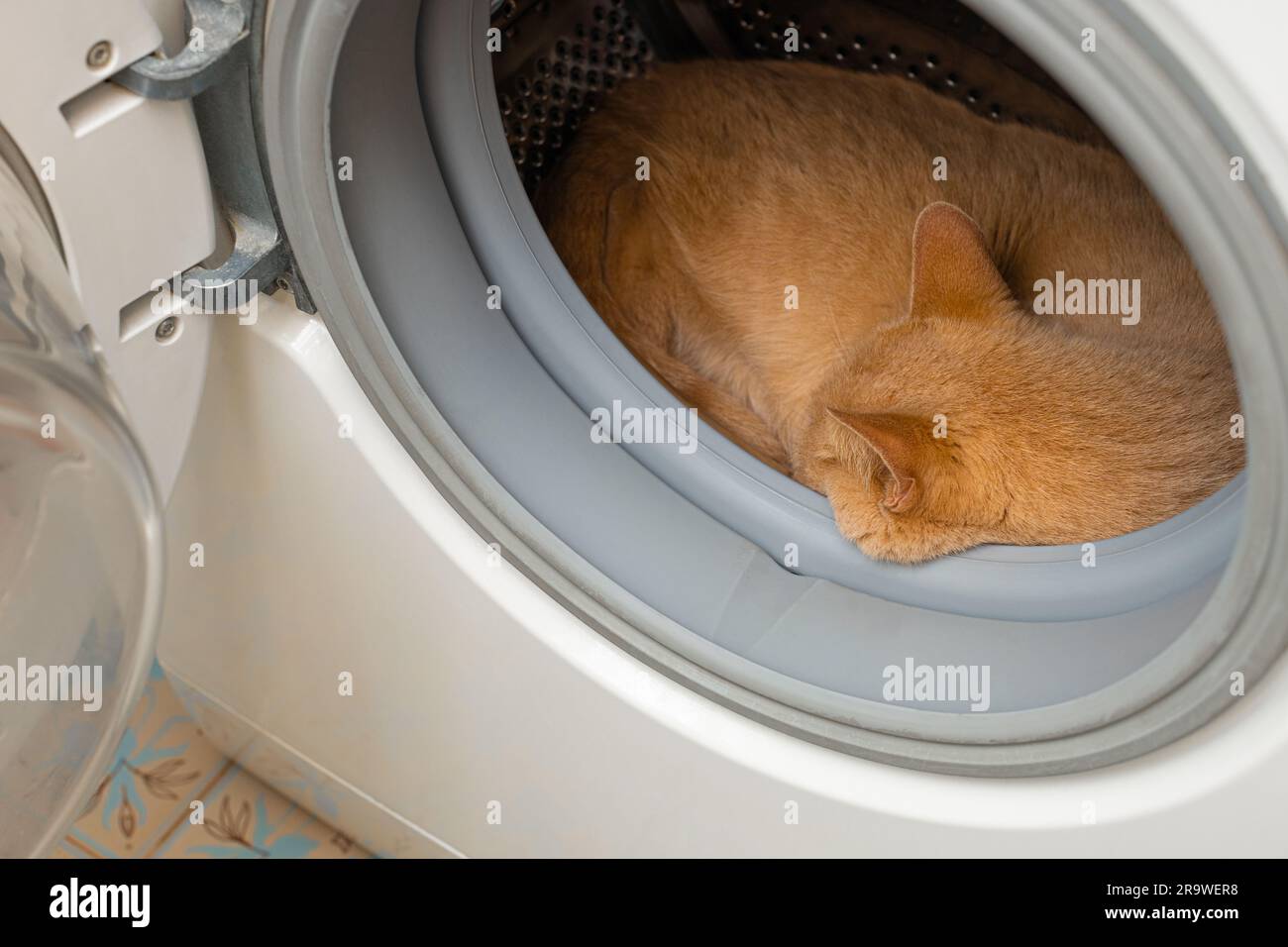 domestic cat lies in the tank of the washing machine. the cat got into