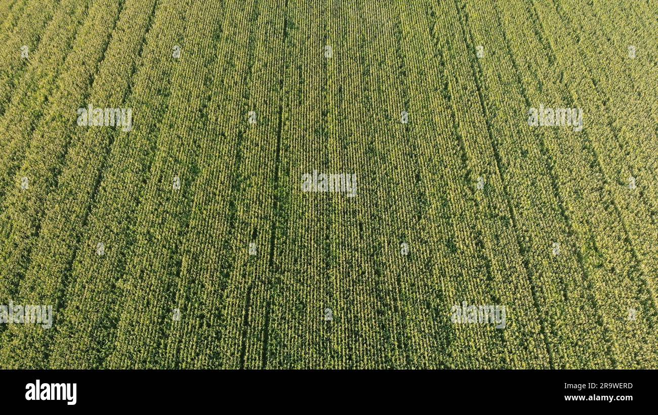Drone image cornfield hi-res stock photography and images - Alamy