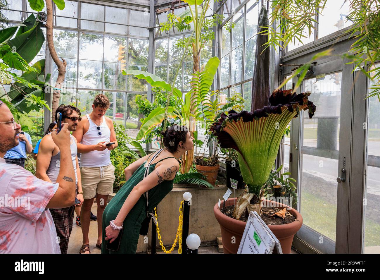 Bloomington, United States. 28th June, 2023. Wally, a corpse flower in