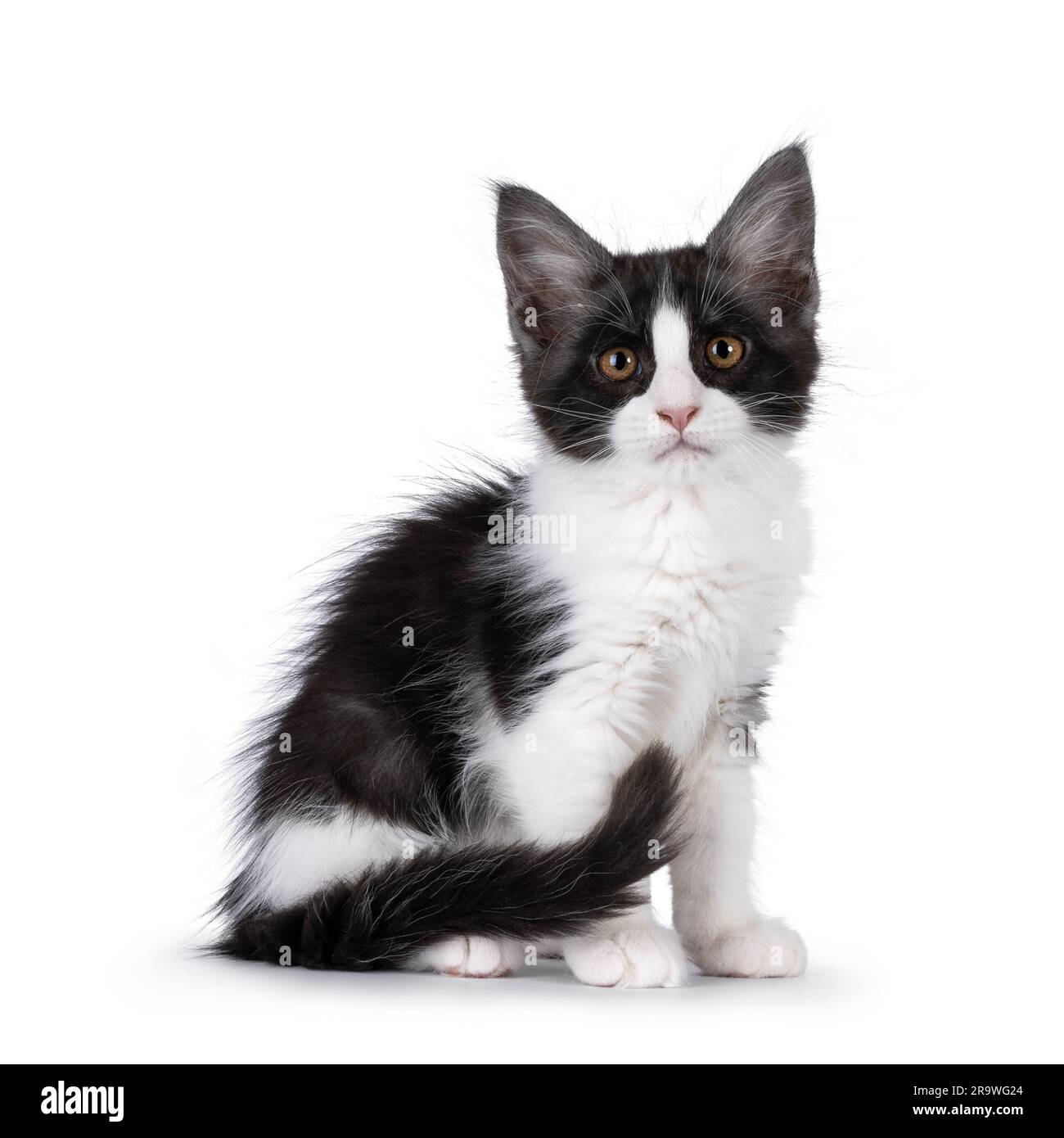 Cute expressive black and white Maine Coon cat kitten, sitting up side ways  with tail around body. Looking straight towards camera. Isolated on a whit  Stock Photo - Alamy, image size:1300x1390