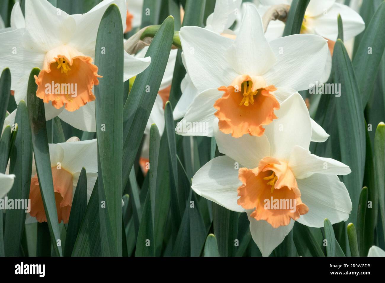 Spring, Flowers, Blooming, Garden, Vernal, Plants, Season, Amaryllidaceae, Perennial, Creamy-white, Daffodils 'Accent' Stock Photo