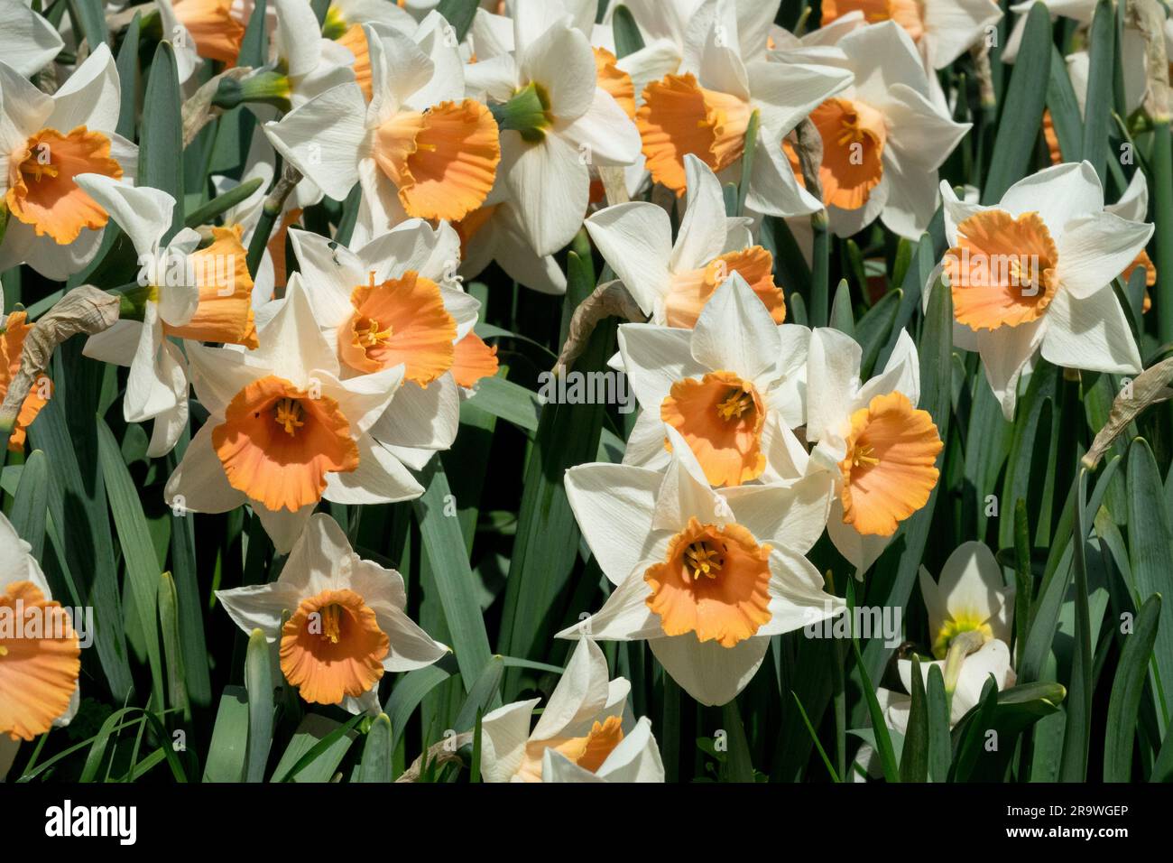 Narcissus Accent, Daffodils, Garden, Flowers, Spring, Narcissus Daffodils, Large-cupped, Plant, Orange Center Stock Photo