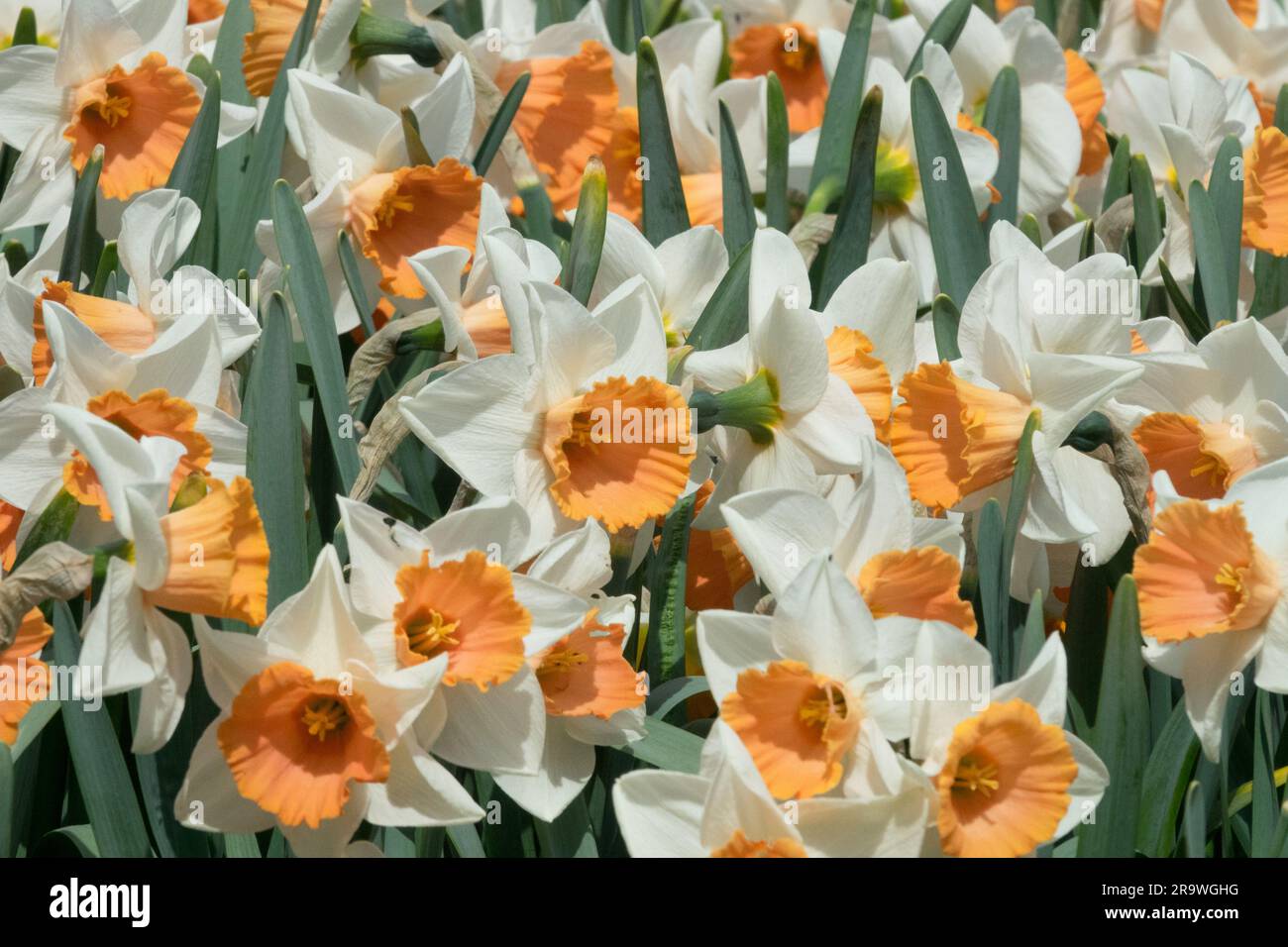 Daffodils Narcissus 'Accent', Large-cupped, Flowers, Spring, Narcissus Daffodils 'Accent' Stock Photo